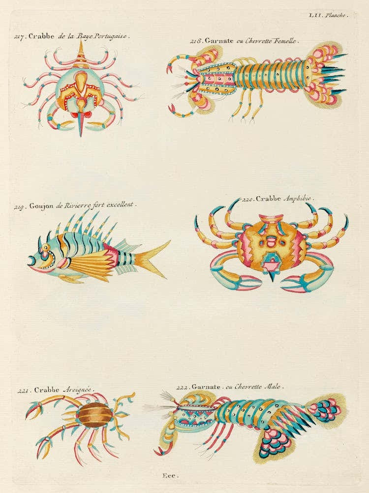 Colourful And Surreal Illustrations Of Crabs And Lobster Found In Moluccas (Indonesia) And The East Indies, Louis Renard(6)
