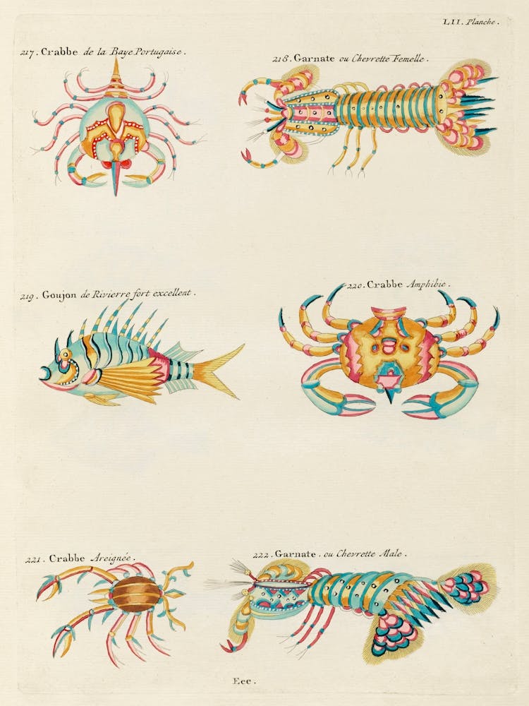 Colourful And Surreal Illustrations Of Crabs And Lobster Found In Moluccas (Indonesia) And The East Indies, Louis Renard(6)