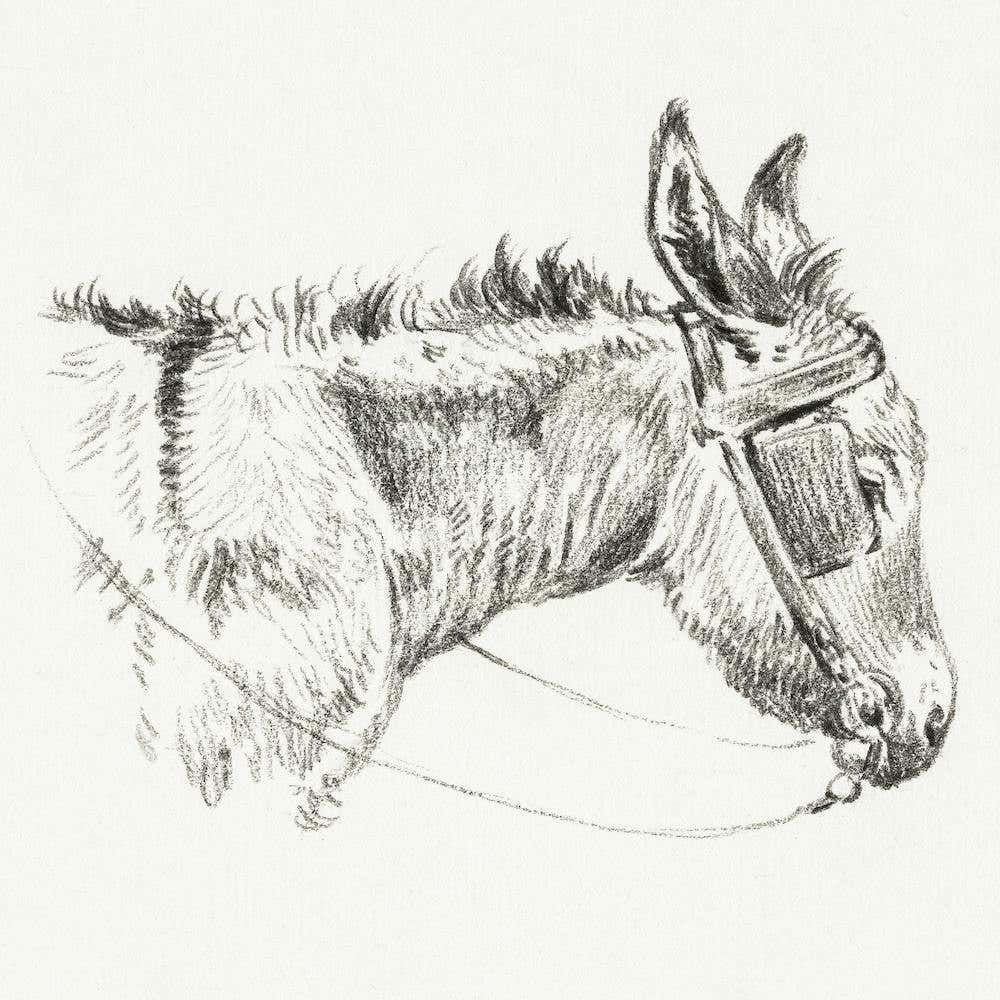 Head Of A Donkey (1821), Jean Bernard