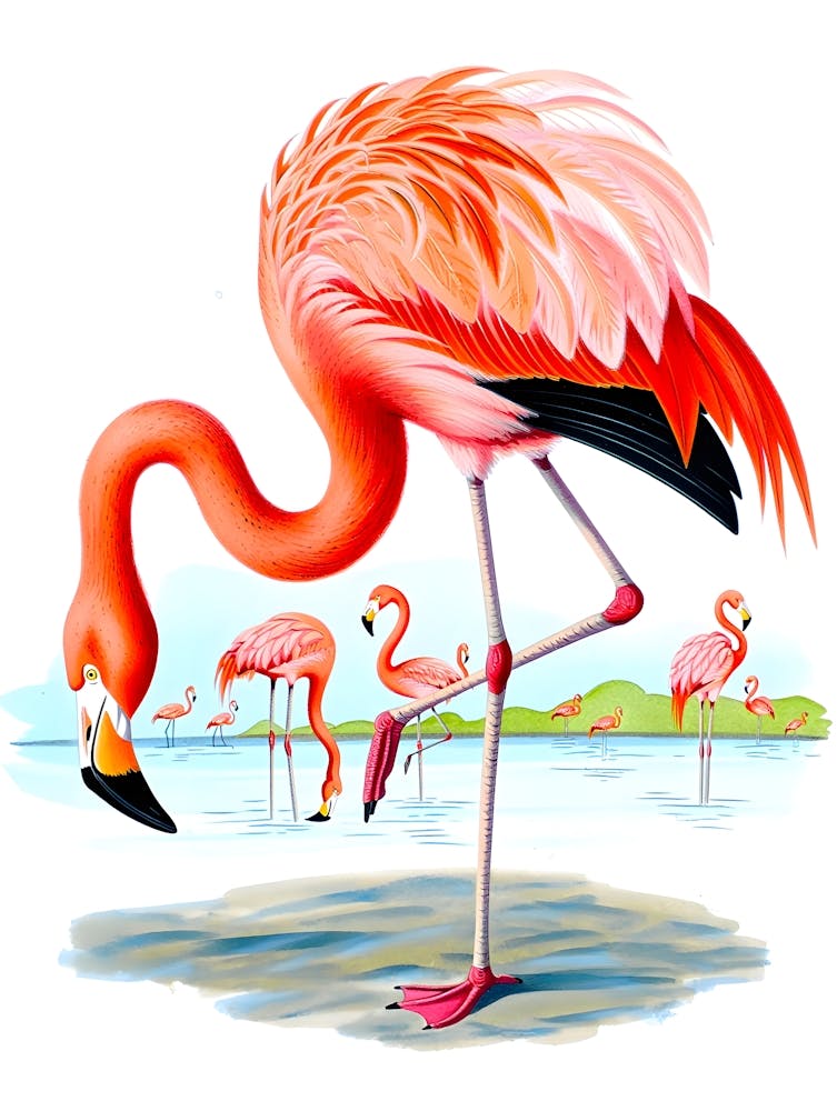 Elegant Flamingo - Vintage Ornithology