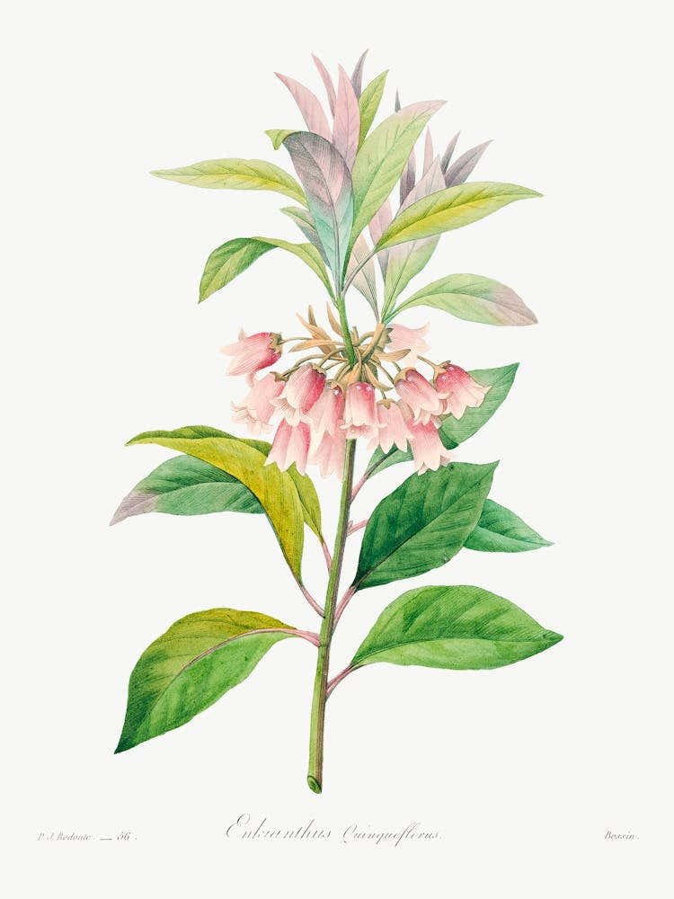 Redvein Enkianthus, Pierre Joseph Redoute