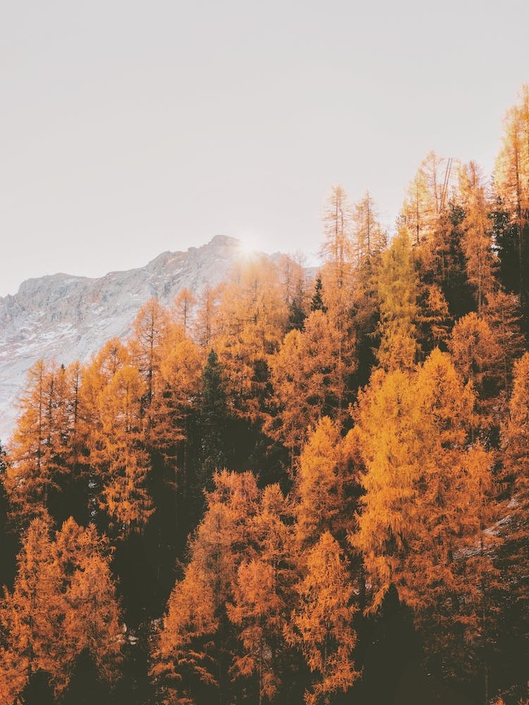 Orange Mountain Trees