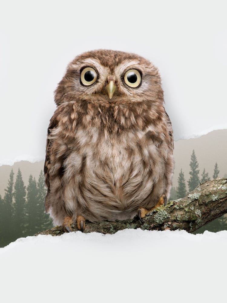 Owl Torn Paper