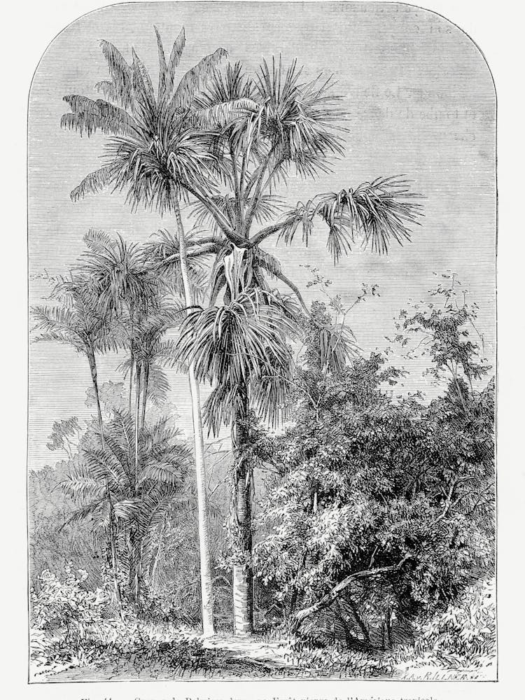 Vintage Palm Tree _2643186
