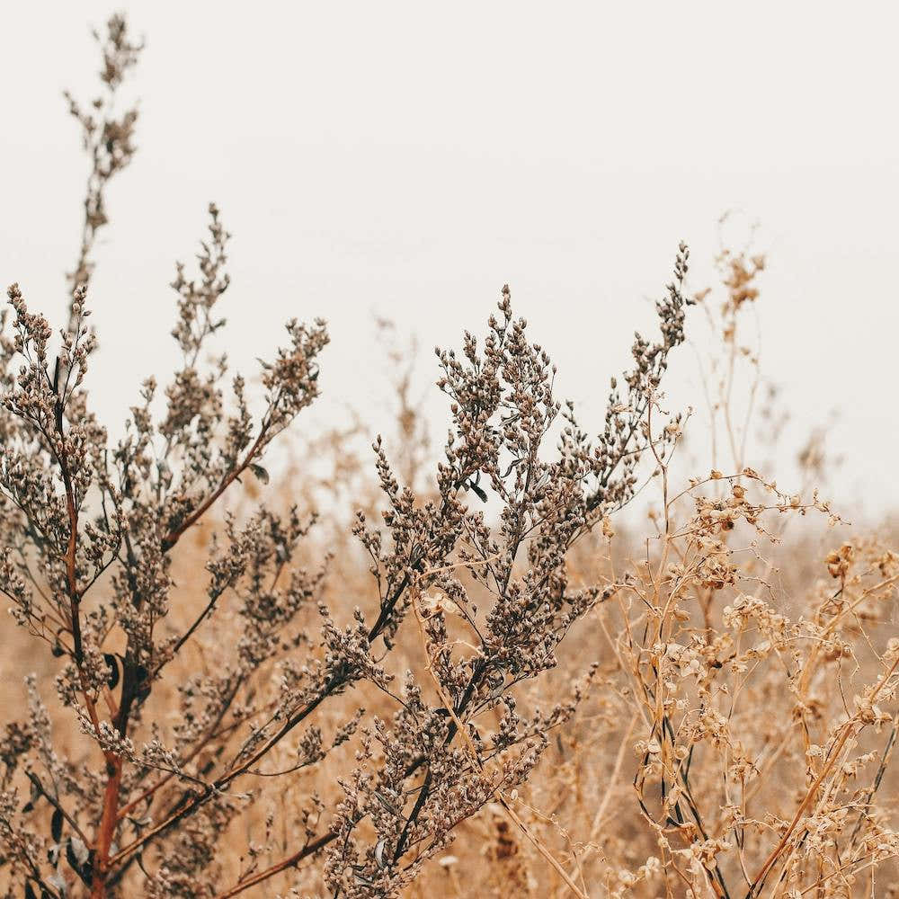 Farmhouse Wheat Field Square