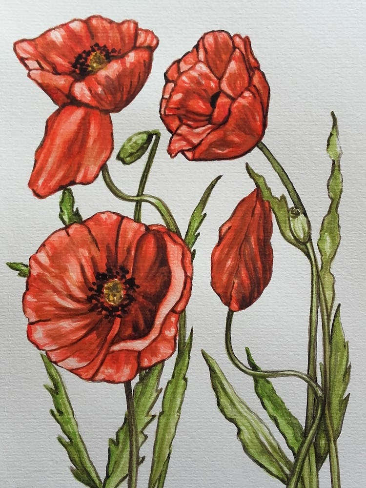 Poppies