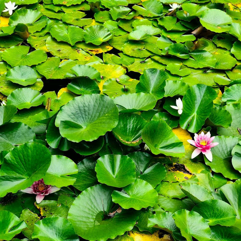 Water Lilies 2