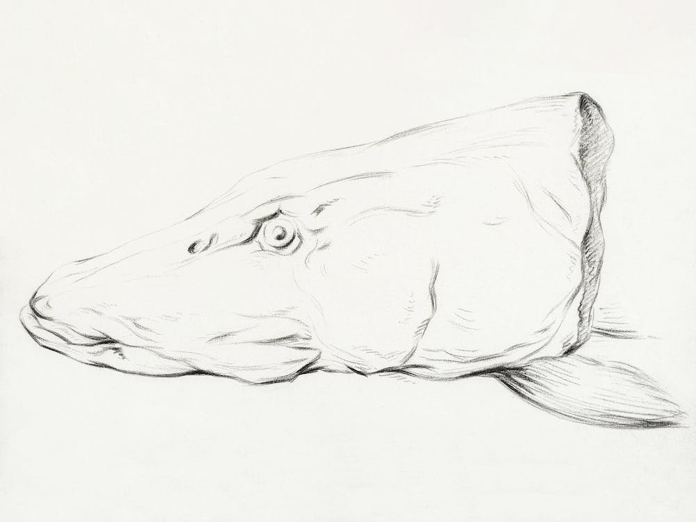 Head Of A Pike, Jean Bernard