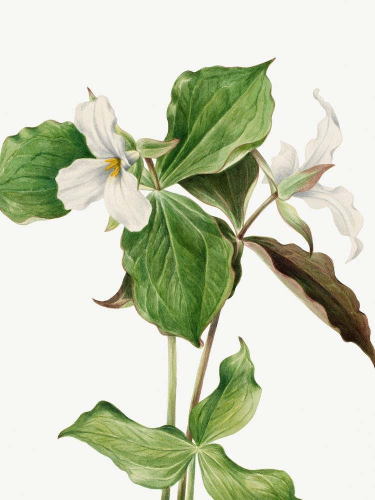 Vintage Botanical Mary Vaux Walcott _2732412