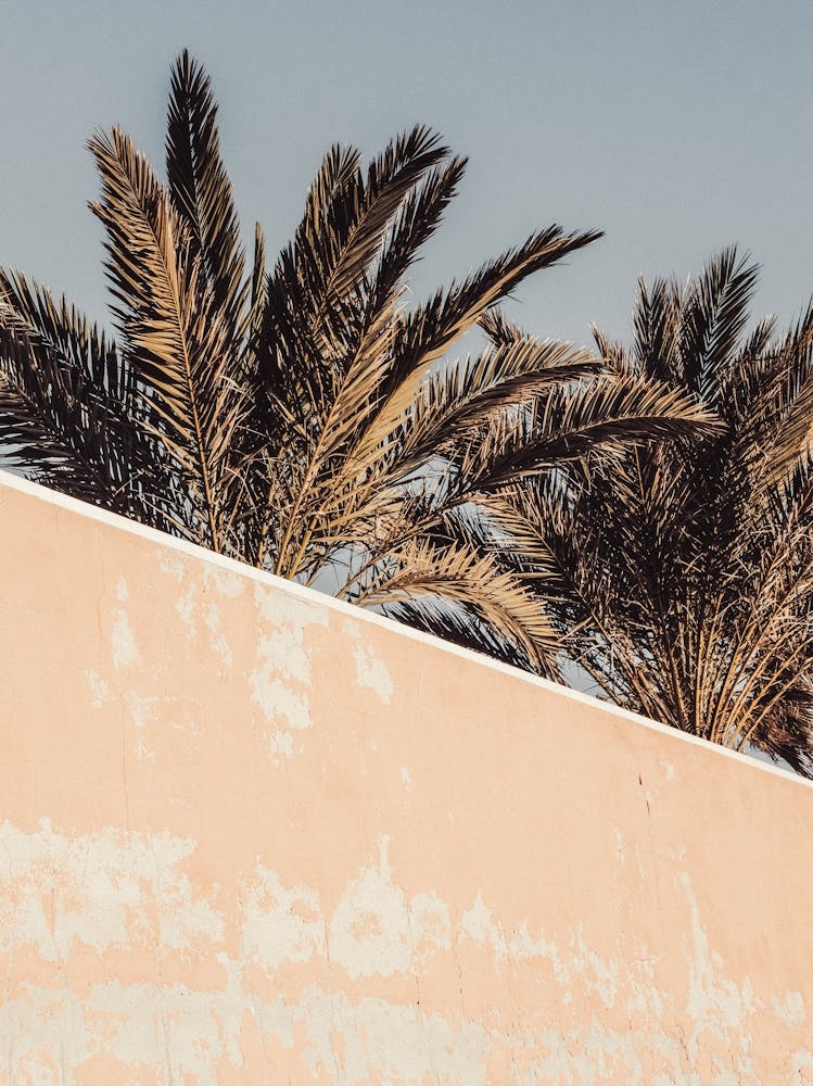 Palm Trees Travel Poster_2251402