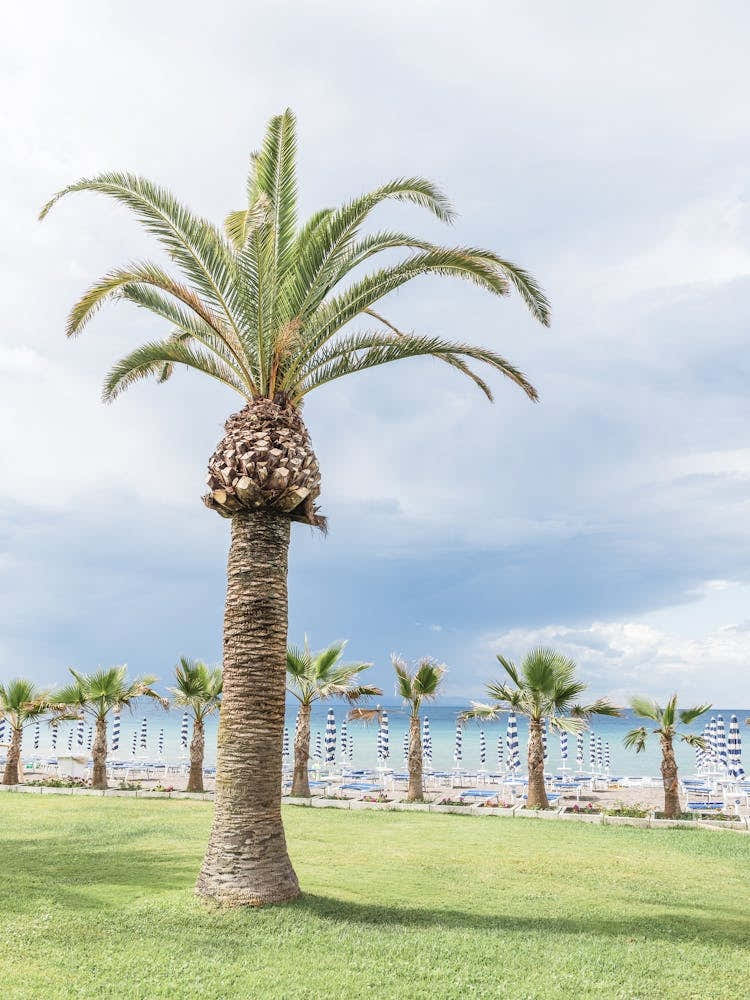 Palm Tree On The Beach