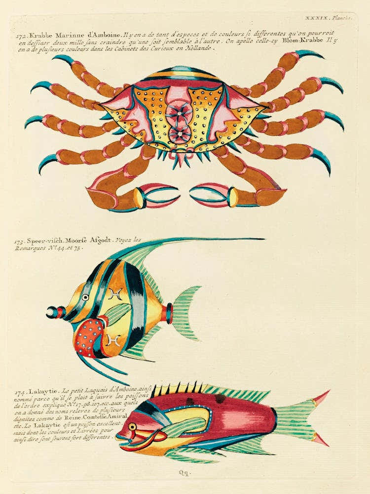 Colourful And Surreal Illustrations Of Fishes And Crab Found In The Indian And Pacific Oceans, Louis Renard (69)