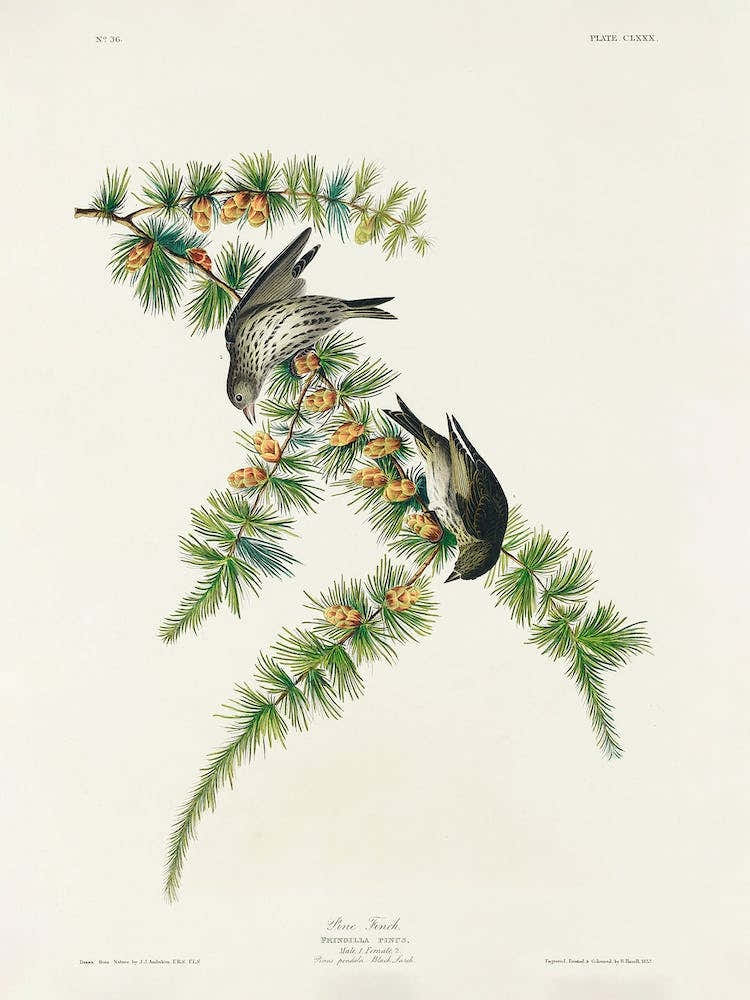 Pine Finch, Birds Of America, John James Audubon