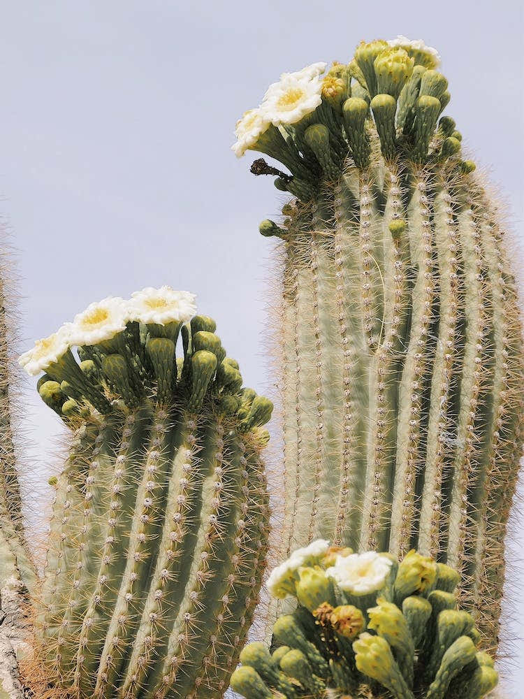 Saguaro Blooms