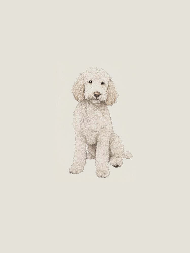 Poodle Puppy