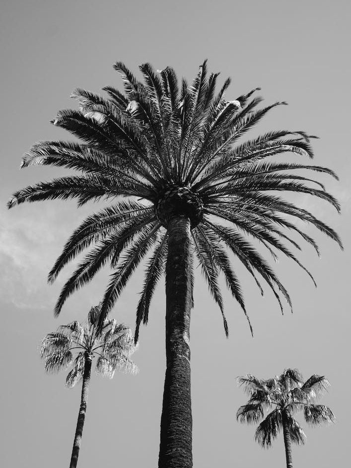 Beverly Hills Sky III