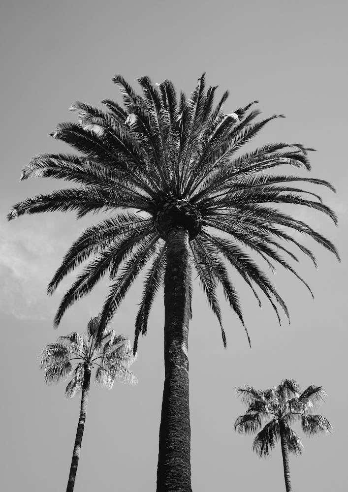 Beverly Hills Sky III