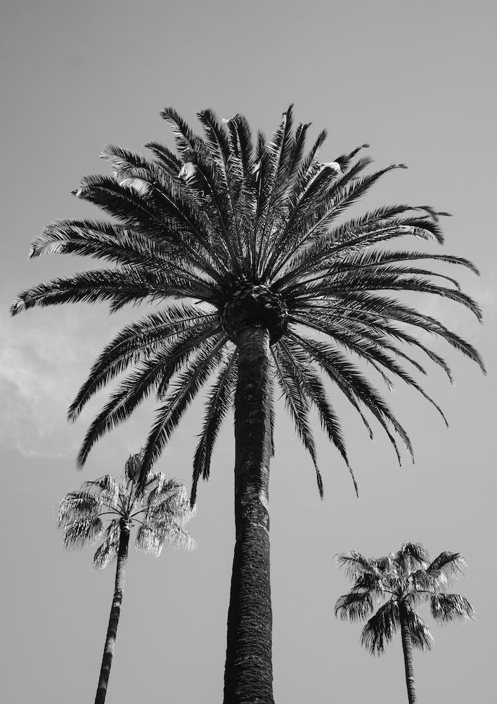 Beverly Hills Sky III