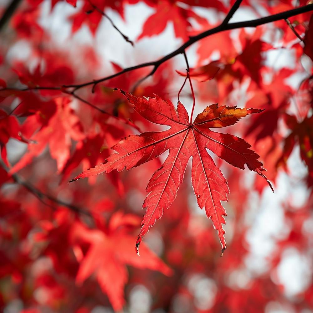 Vibrant Red Maple Leaves Highlighting Intricate Details In Sunlight