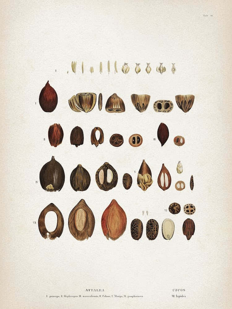 Vintage Martius 4 Cocos Lapidea