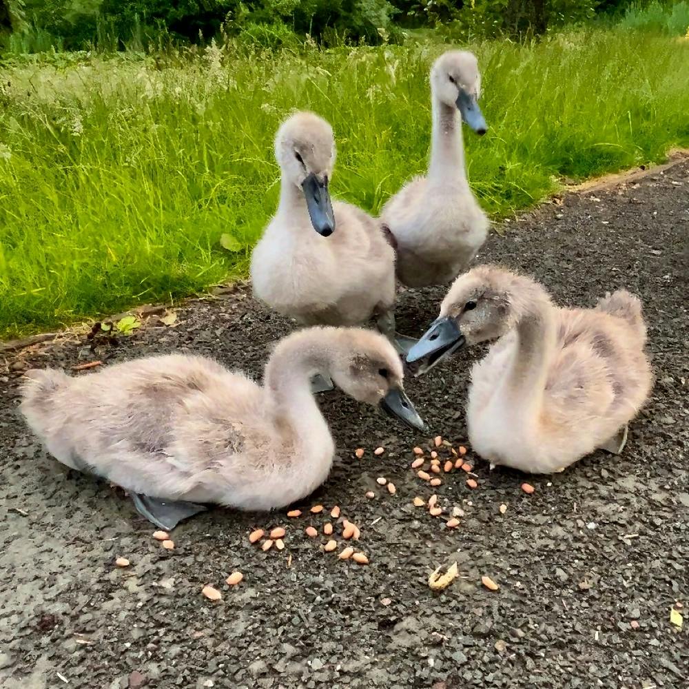 Cygnets