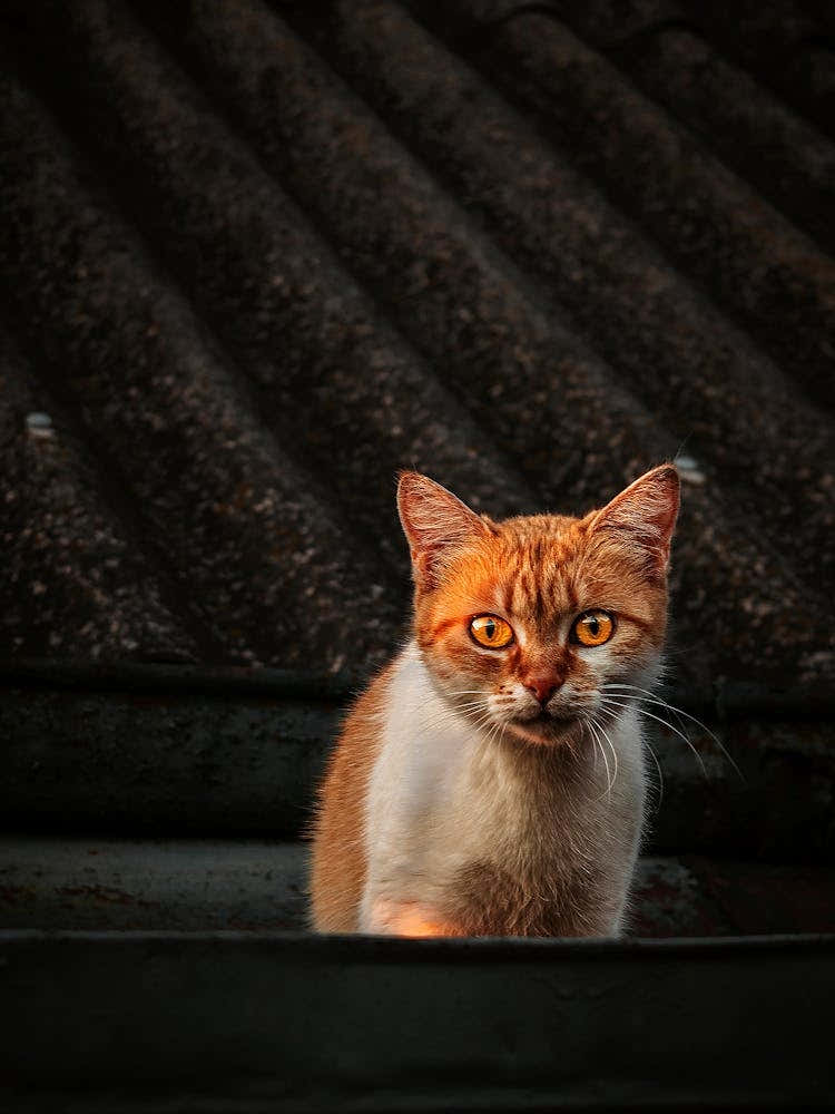 Portrait Of A Ginger Cat On The Roof Of A Building.