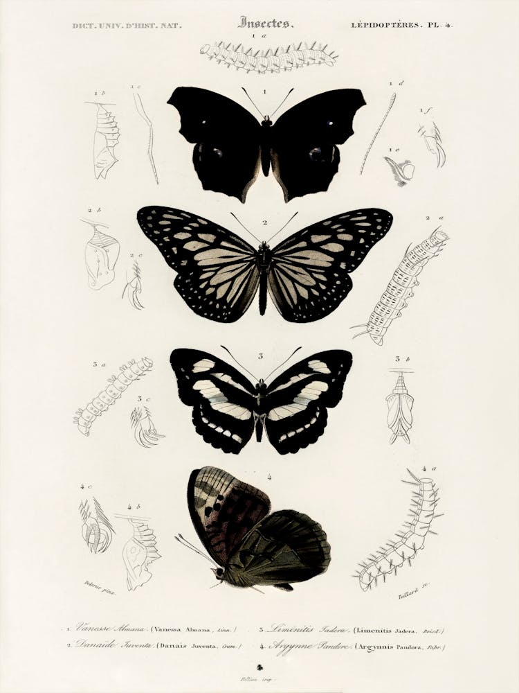 Collection Of Butterflies, Charles Dessalines D'Orbigny