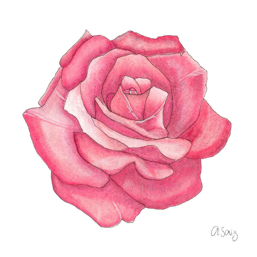 Pink Rose 1
