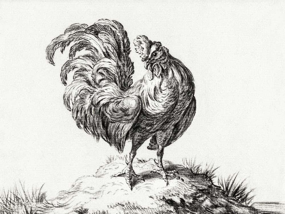 Chicken, Standing On A Hill, Jean Bernard
