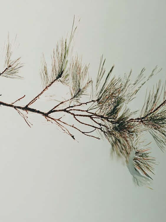 Pine Branch - Pine Stock Videos & Royalty-Free Footage