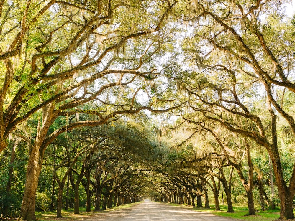 Savannah Wormsloe Historic Site II