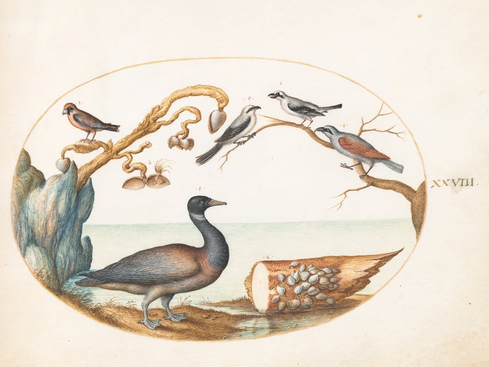 Animalia Volatilia et Amphibia (c. 1575-1580), Joris Hoefnagel 3