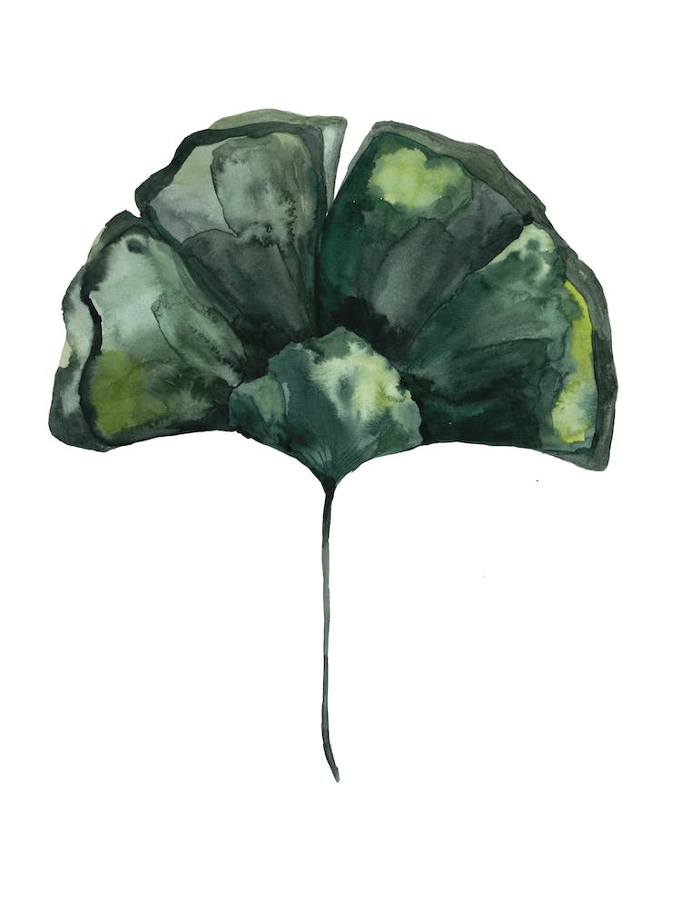 Botanical Illustration Ginko