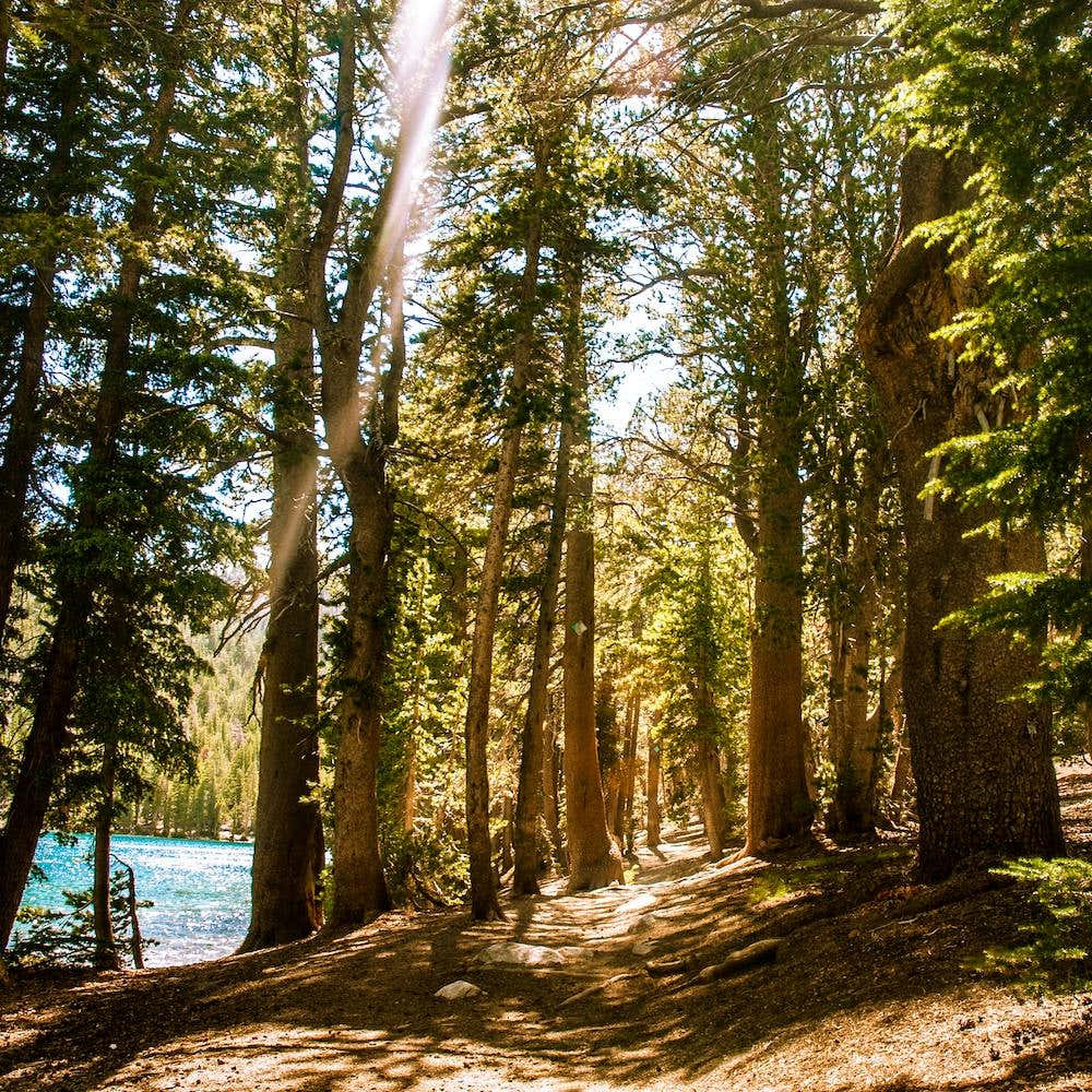 Mcleod Lake Trail Square