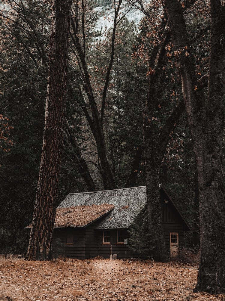 Cabin Hidden In Woods