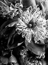 Melancholy Photography Art Prints