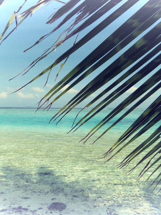 Palm Tree On The Beach Ocean View