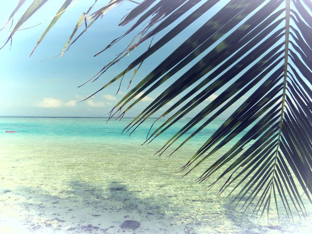 Palm Tree On The Beach Ocean View