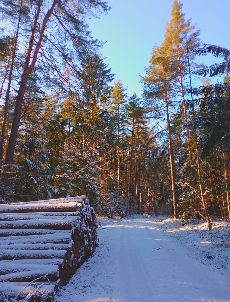 Snowy Forest
