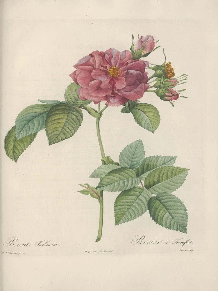 Rose Illustration, Pierre Joseph Redoute (57)