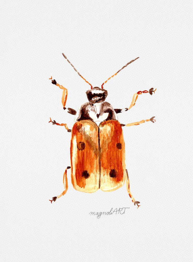 Cryptocephalus cordiger, a leaf beetle, watercolor artwork