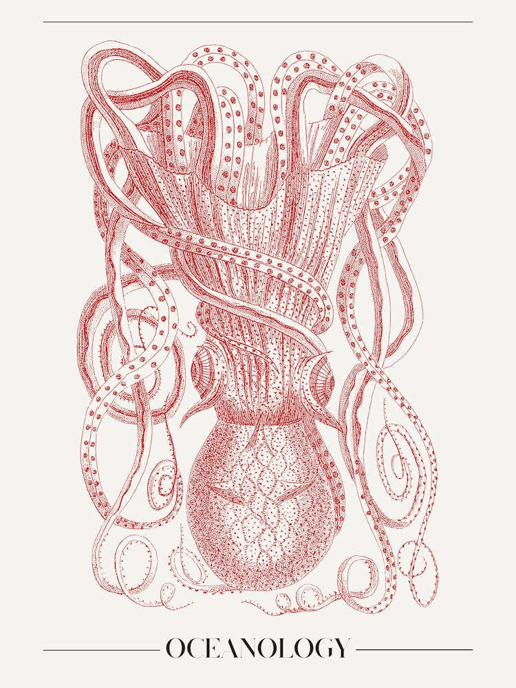 Octopus 4
