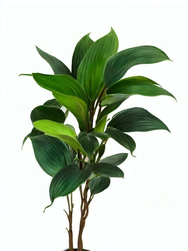 Chinese Evergreen (Aglaonema Commutatum) Watercolor