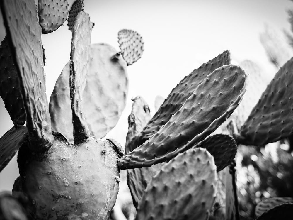 Cactus in Black & White // Ibiza Nature & Travel Photography