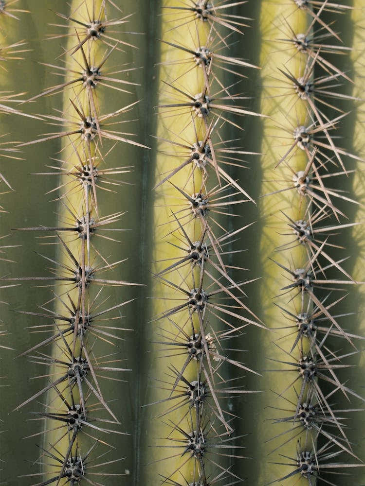 Cactus Spikes
