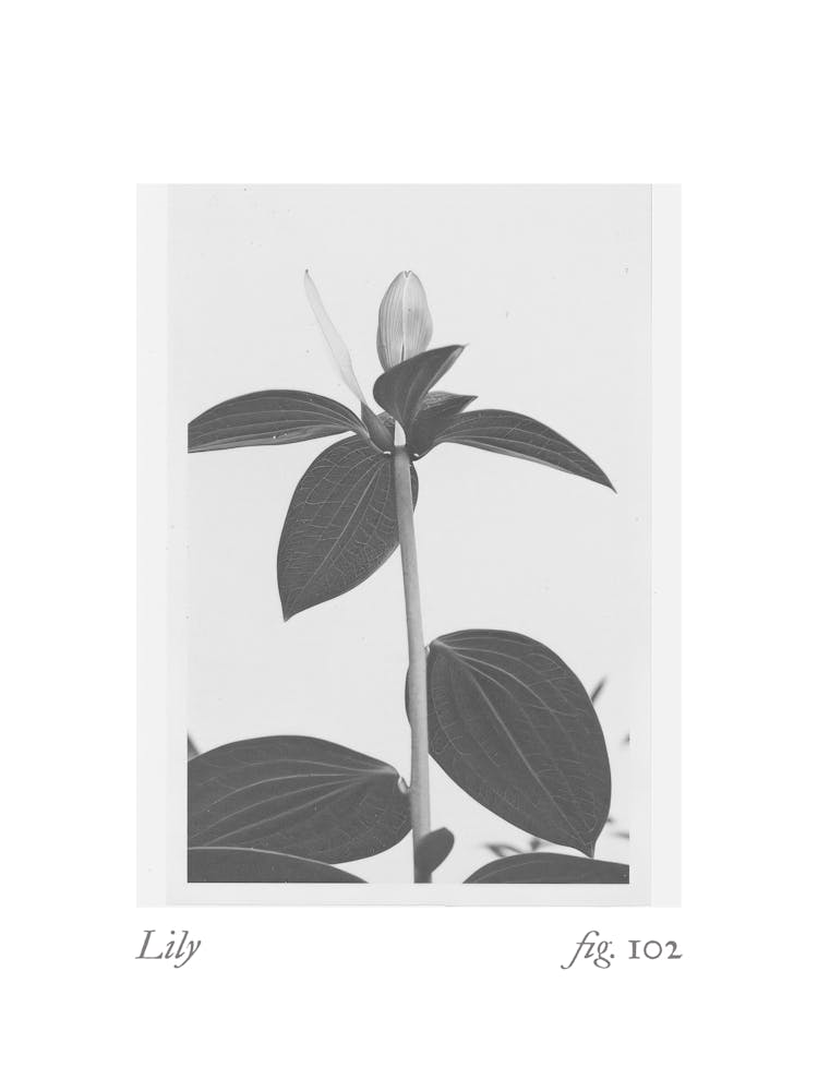 Lily Botanical Collage 4