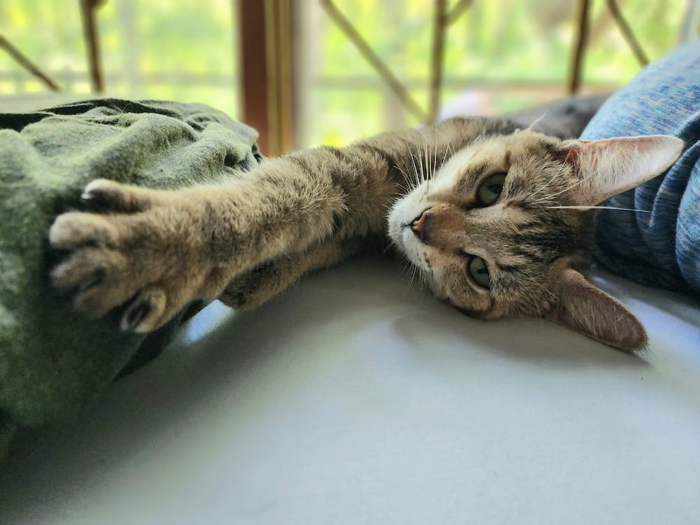 Mindy's Stretch