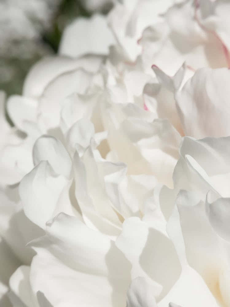 Poppy Leaves White_2314107