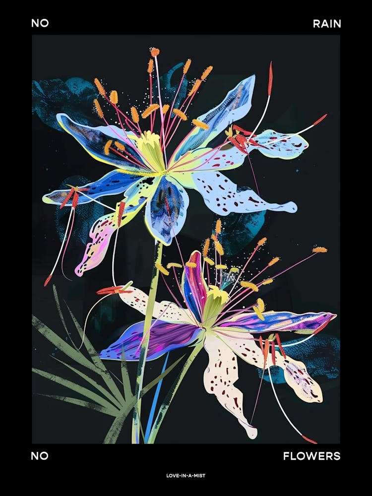 No Rain No Flowers Poster Love In A Mist Nigella 6