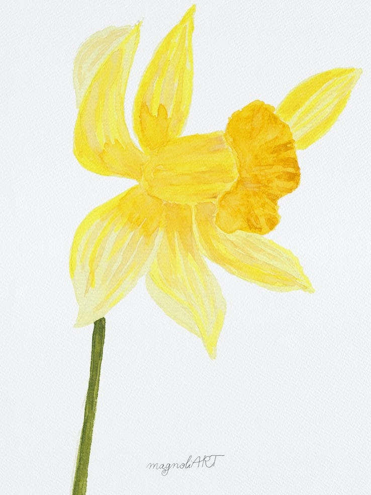 Daffodil 9